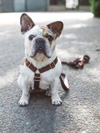 Tyhle LUX kšírky už máš jsou ve 4 barvách a vypadají opravdu krásně, co myslíš? ✌️❤️Nesedí jen buldočkům ale všem...