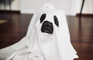 👻 Boo Čau tady strašňácký Dino, mám pro vás Halloweenskou psoutěž. Vyhraj tuto děsuplnou sadu kšírků a vodítka, můžeš si...