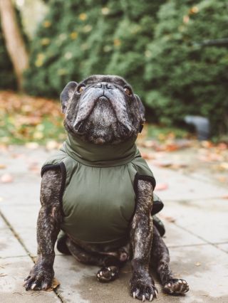 Další naše novinka je tahle sportovnější vesta, šupneš jen přes hlavu a zapneš kolem tvého mužného těla😂🦖Jestli si fenečka...